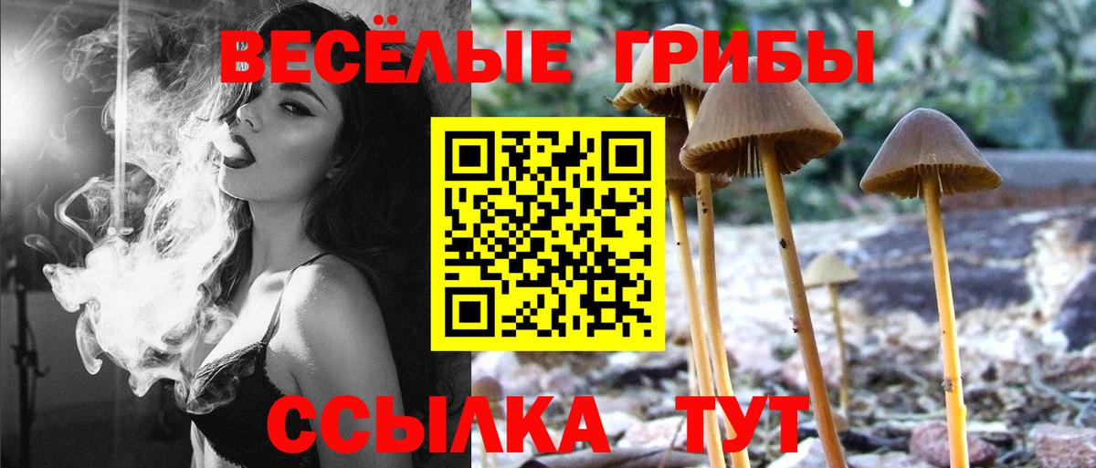 Псилоцибиновые грибы Cubensis Волжский